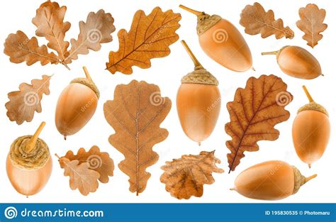 Isolated Collection Of Autumn Oak Leaves And Acorns Stock Image Image