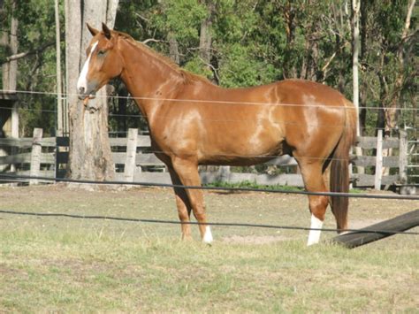 Eoi Warmblood Gelding Horses And Ponies Gumtree Australia Clarence