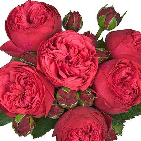 Garden Rose Raspberry Red Diy Wedding Rose Fiftyflowers Rose