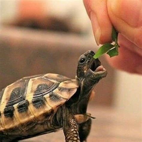 A Small Turtle Is Being Fed By Someone
