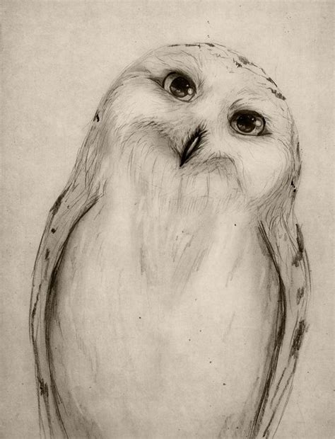 Snowy Owl Sketch Art Print By Isaiah K Stephens Owls Drawing Owl