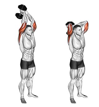 Exercise Database Triceps Standing Two Arm Overhead Dumbbell