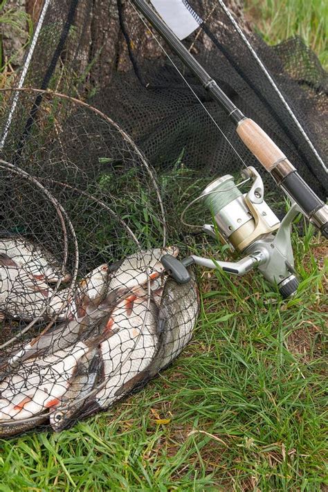 Black Fishing Net With Catched Freshwater Fish And Fishing Rod W Stock