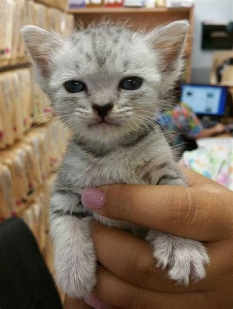 Yoda The Kitten Found At Doorstep But Not Ready To Give Up Love Meow