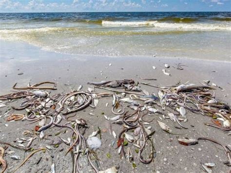 Pinellas County To Host Red Tide Summit Pinellas Beaches Fl Patch