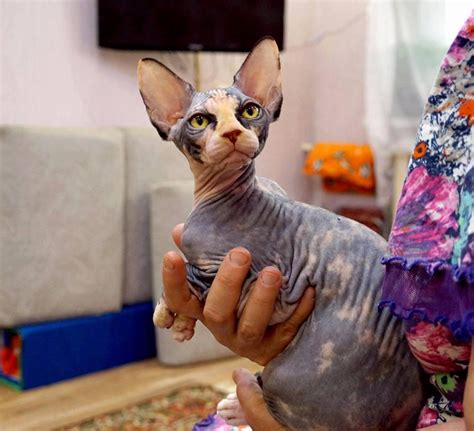 Sphynx Kittens Of The Canadian Sphynx Cats For Sale Price