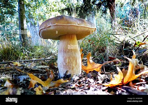 A Bolete Is A Type Of Mushroom Or Fungal Fruiting Body It Can Be