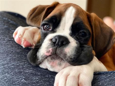 Boxer Dog Breed Facts And Information The Dog People By