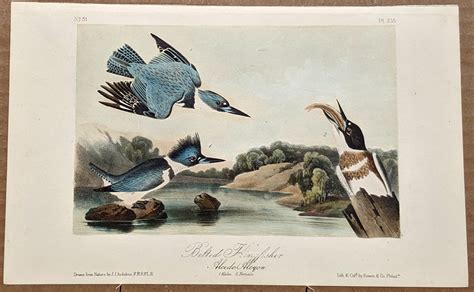 From vesica piscis, 1998 turtle diary (accompanying poem) they float in seeming silence we see glass and dream the rest so the film opens, and how many. Audubon Octavo Print - Belted Kingfisher - Plate 255, 2nd ...
