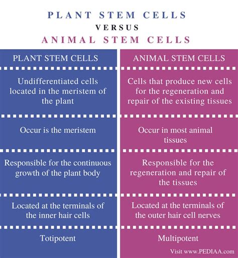 Animal cells and plants cells have the following differences: Difference Between Plant and Animal Stem Cells - Pediaa.Com