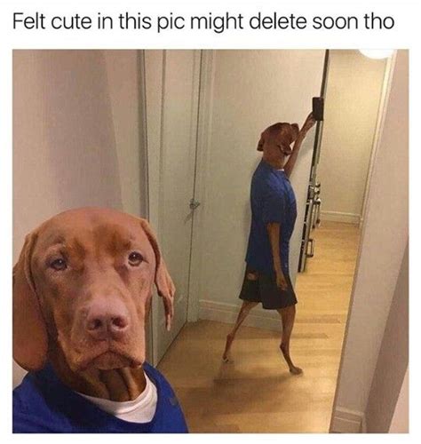 Triumphantlove Funny Dog Memes Dog Selfie Dog Memes