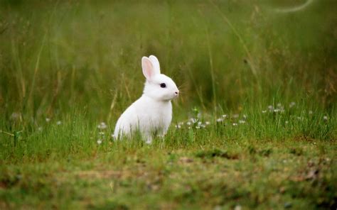 Unduh 60 Wallpaper White Rabbit Gratis Terbaru Postsid