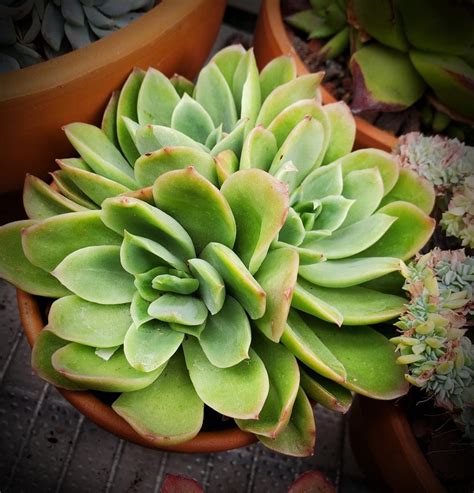 Echeveria Echeveria Pallida In The Echeverias Database