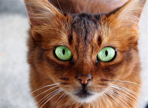 Cat With Bright Green Eyes Image Id 323136 Image Abyss