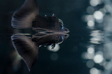 Топ 20 самых красивых рыбок с названиями и фото