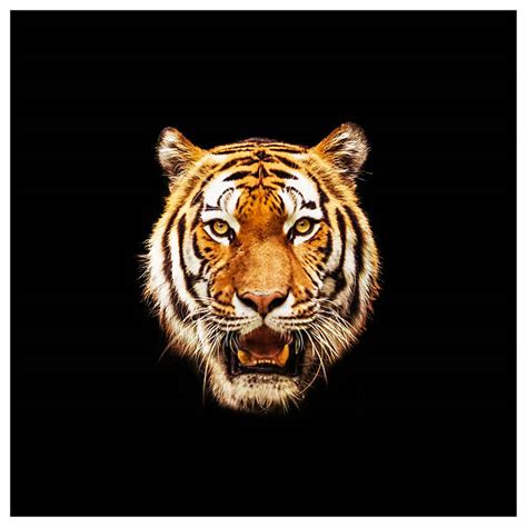 Tiger Black Background Stock Photos Pictures And Royalty Free Images