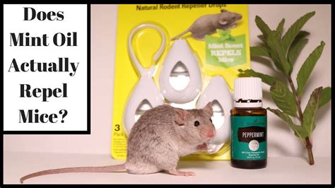 How To Get Rid Of Rats With Peppermint Oil Pest Phobia