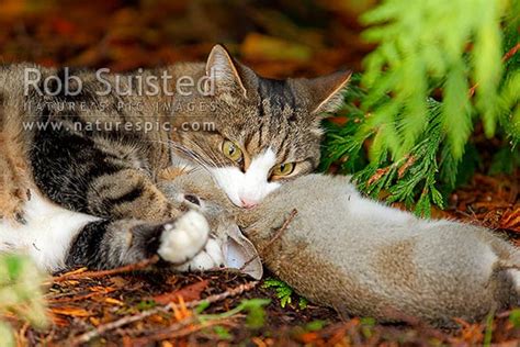 We did not find results for: Cat killing a young wild rabbit it's just caught ...