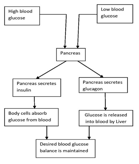 Mechanism Of Maintaining Desired Blood Glucose Levels Download Scientific Diagram