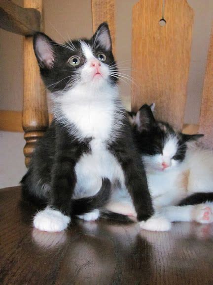 Cute Tuxedo Kittens Kittens And Puppies Kittens Cutest Beautiful Cats