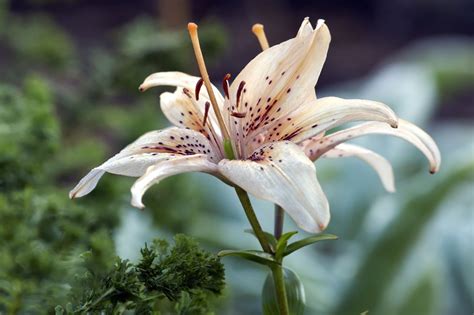 Oriental Lilies Meaning Gardenerdy