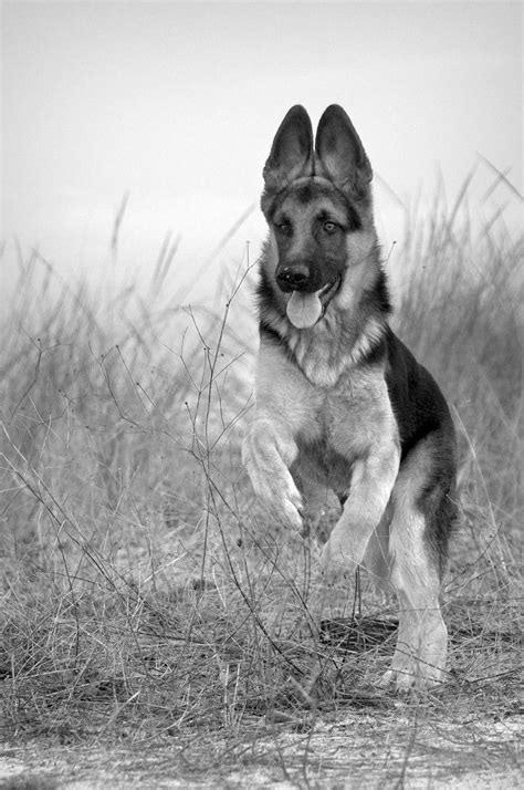 Pin On German Shepherd Dogs