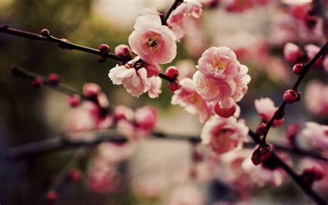 Cherry Blossoms Sakura Wallpaper My Image