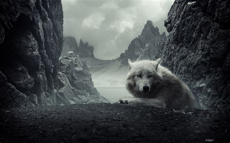 Desktop Hintergrund Wolf Hintergrund