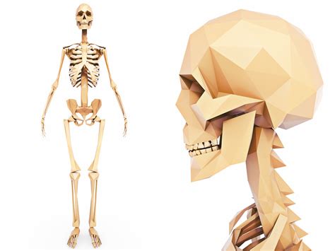 3d Model Human Skeleton Low Poly Vr Ar Low Poly Cgtrader