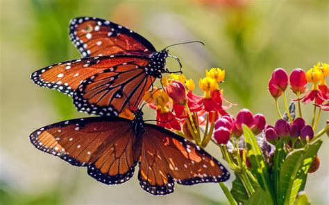 A Giant Group of Monarch Butterflies Is Fluttering Through Texas Right 