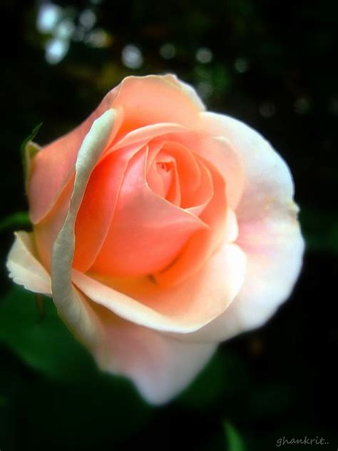 Huge collection, amazing choice, 100+ million high quality, affordable rf and rm images. 66 best Color: Peach & Coral images on Pinterest | Peaches ...