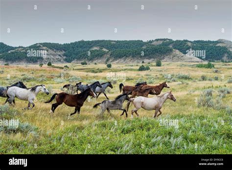 Wild Horse Theodore Roosevelt National Park North Dakota Usa