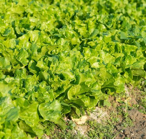 Healthy Lettuce Stock Photo Image Of Land Cuisine Fresh 68669684