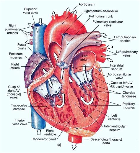 This Anatomy Is So Beautiful ️what U Guys Think Heartanatomy