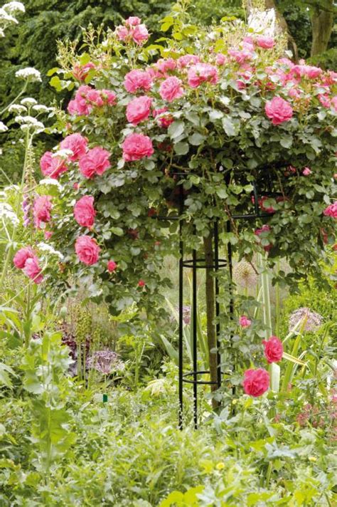 Garten Mit Rosen Gestalten