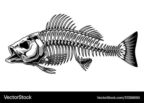 Bass Fish Skeleton Monochrome Concept Royalty Free Vector