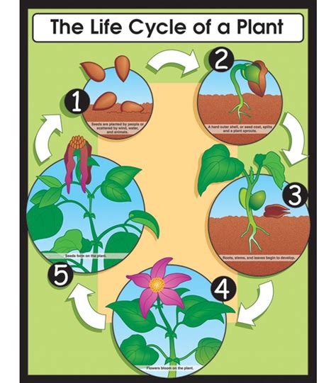 The Life Cycle Of A Plant Chart Life Cycles Plant Science Plant