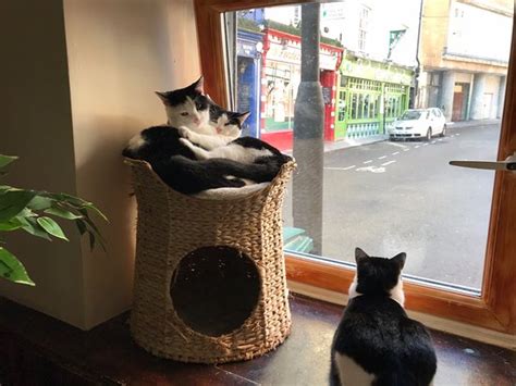 Youandmeow Cat Cafe Bristol 2020 Qué Saber Antes De Ir Lo Más