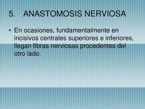 Berrettini anastomosis connecting the third common palmar digital branch of the median nerve with the fourth common palmar and proper palmar digital branches of the ulnar nerve presented a plexiform nature. PPT - ANESTESIA LOCAL EN ODONTOPEDIATRÍA PowerPoint ...