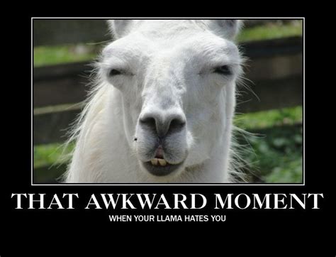 Awkward Llama Funny Animal Quotes Funny Animal Jokes Funny Animal Memes