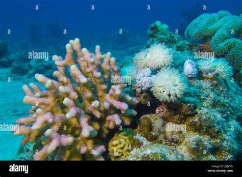 Coral Reef With Hard And Soft Corals At The Bottom Of Tropical Sea