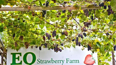 Fresh strawberries and their ice. Entree Kibbles: EQ Strawberry Farm near Copthorne Hotel ...
