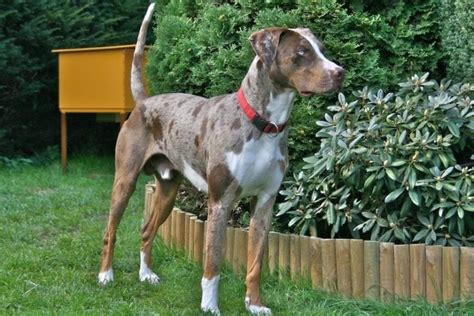 Catahoula Leopard Dog Info Pictures Characteristics And Facts Hepper