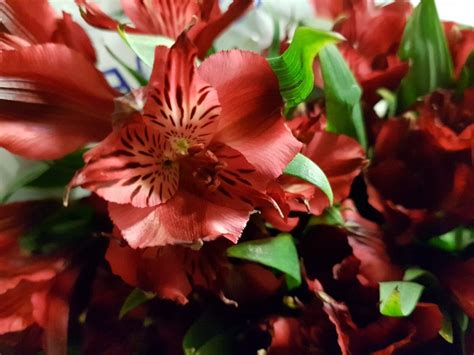 Washable and cheap to produce, plastic artificial flowers are created in moulds. Alstroemeria Peruvian Lily Red - Bunch of 50 Stems ...