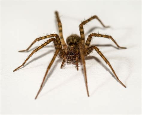 Types Of House Spiders In Michigan Hugely Blogosphere Picture Gallery