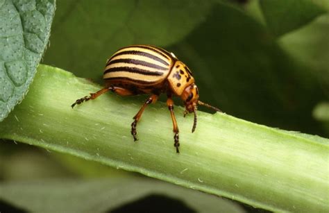 Beetle Bug Pic 4 Biological Science Picture Directory