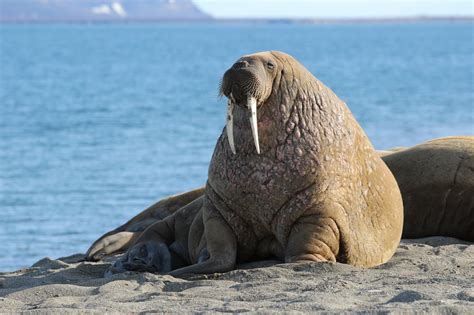 Free photo: Walrus in Winter - Animal, Frozen, Ice - Free Download - Jooinn