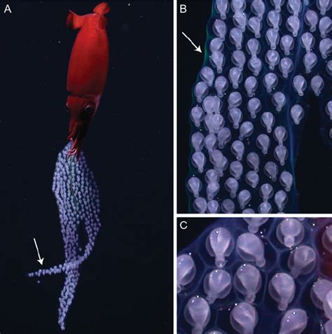 In Situ Images Of Brooding Bathyteuthis Berryi A Female B Berryi