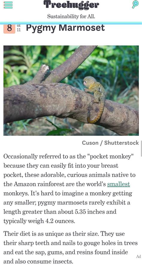 11 Of The Worlds Smallest Mammals In 2024 Small Monkey Pygmy