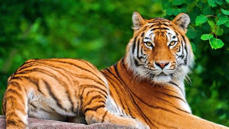 If pi resource needs are not immediately available. Petition · Help Save Tigers Everywhere From The Brink ...